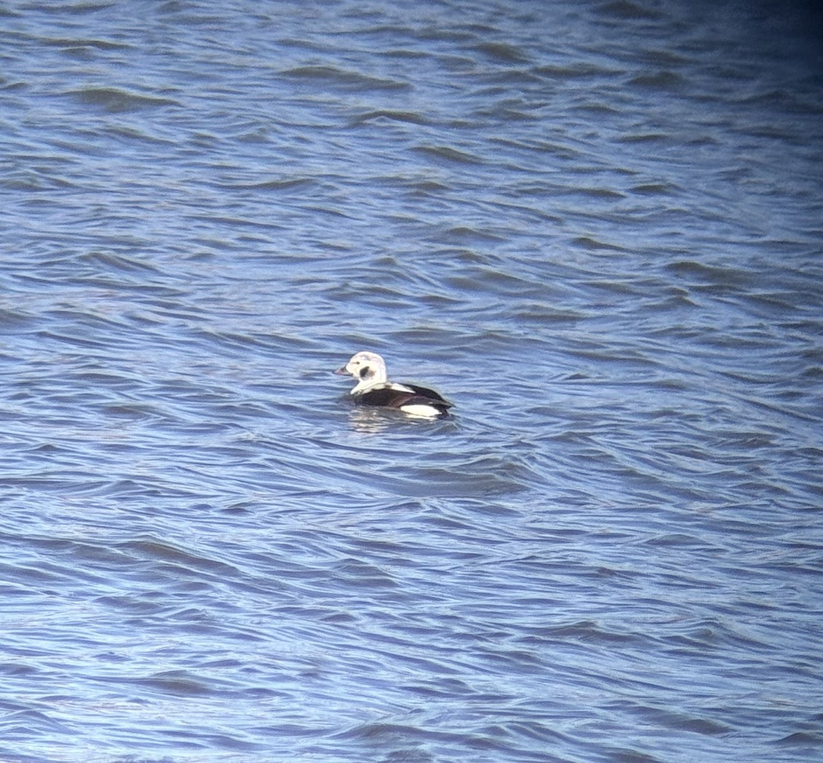 Long-tailed Duck - ML645210801