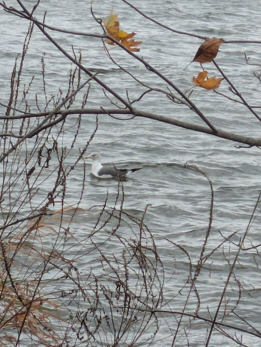Lesser Black-backed Gull - ML645210802