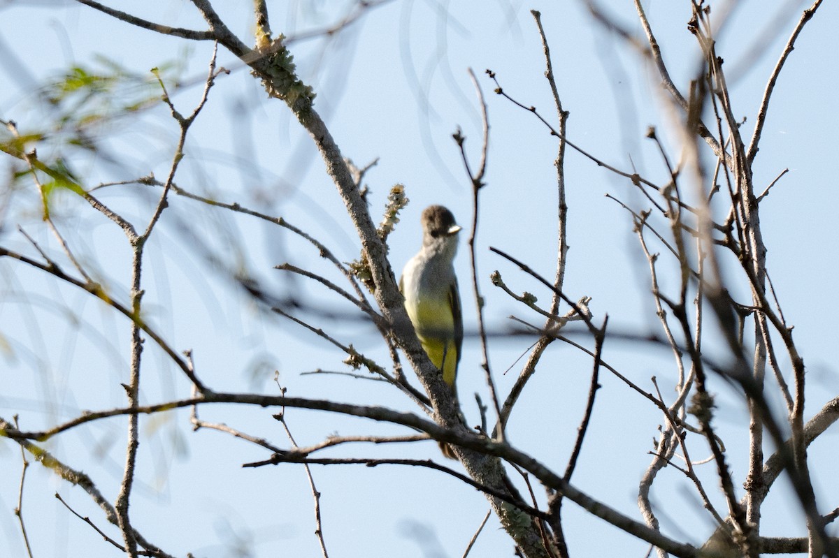 Ash-throated Flycatcher - ML645210803