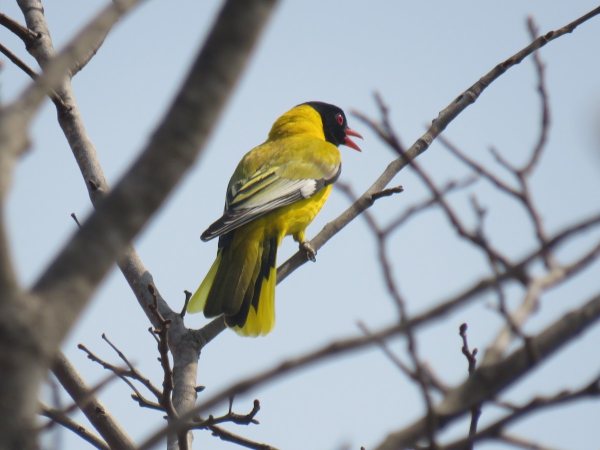 African Black-headed Oriole - ML645210804