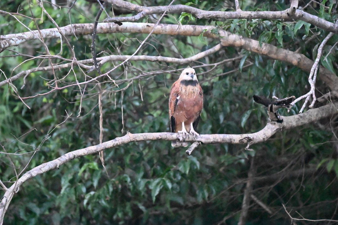 Black-collared Hawk - ML645210806
