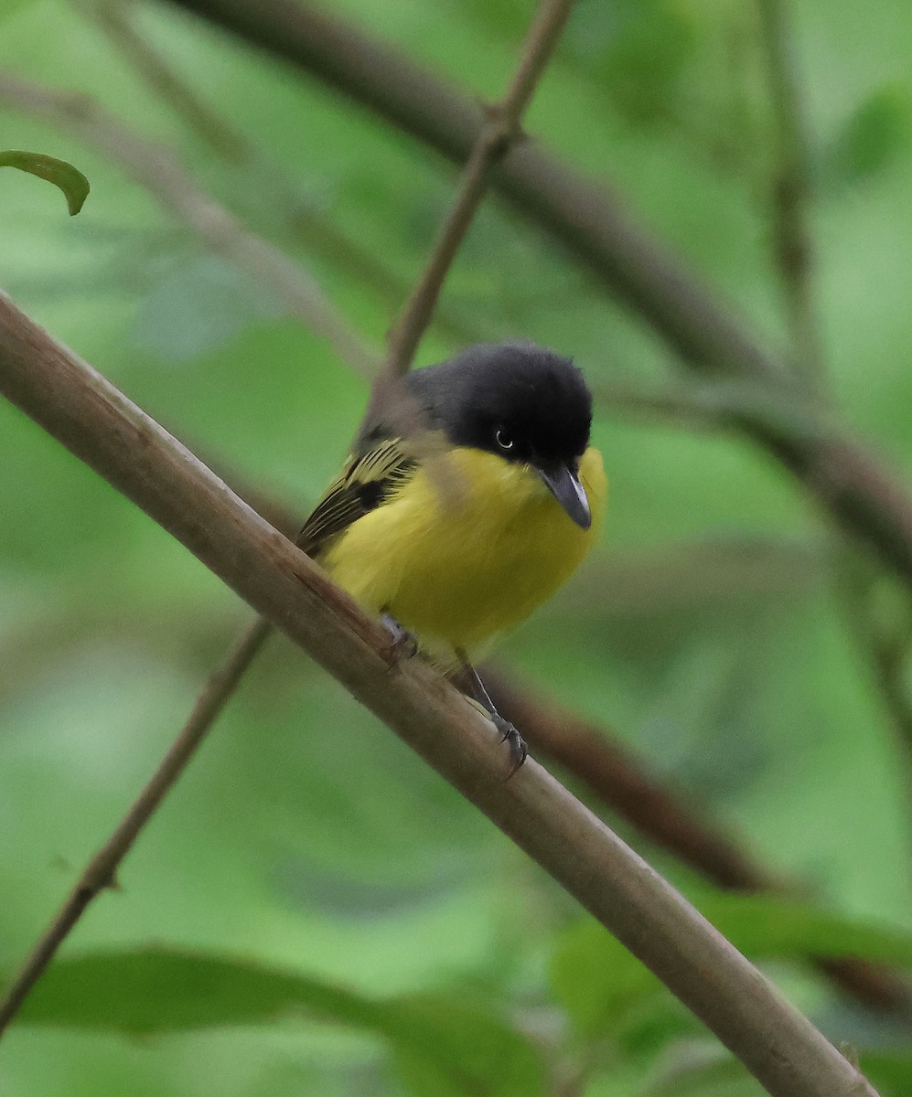 Common Tody-Flycatcher - ML645210807