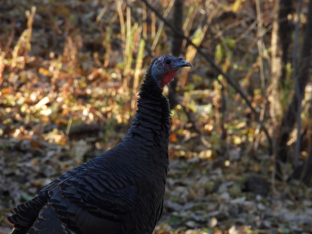 Wild Turkey - ML645210808
