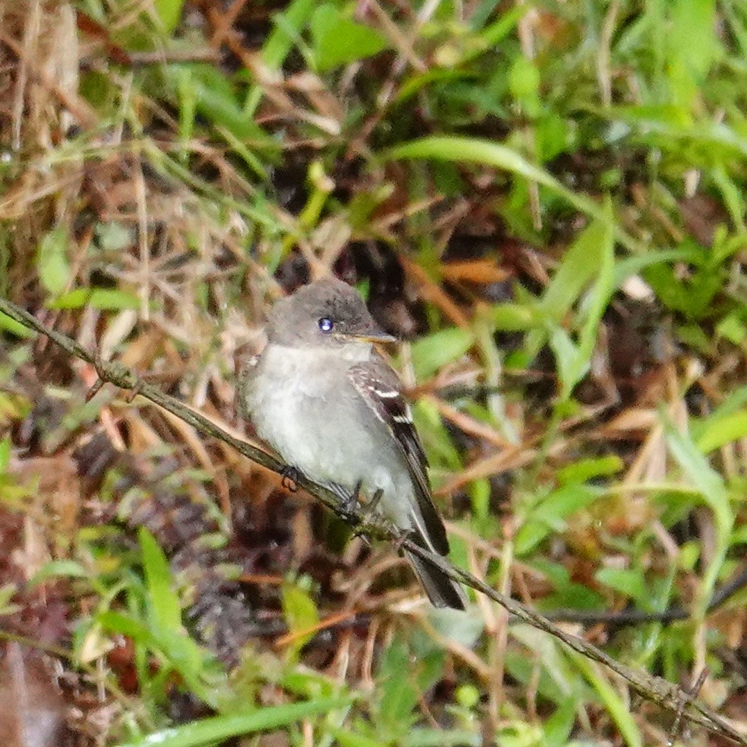 pewee sp. (Contopus sp.) - ML645210809