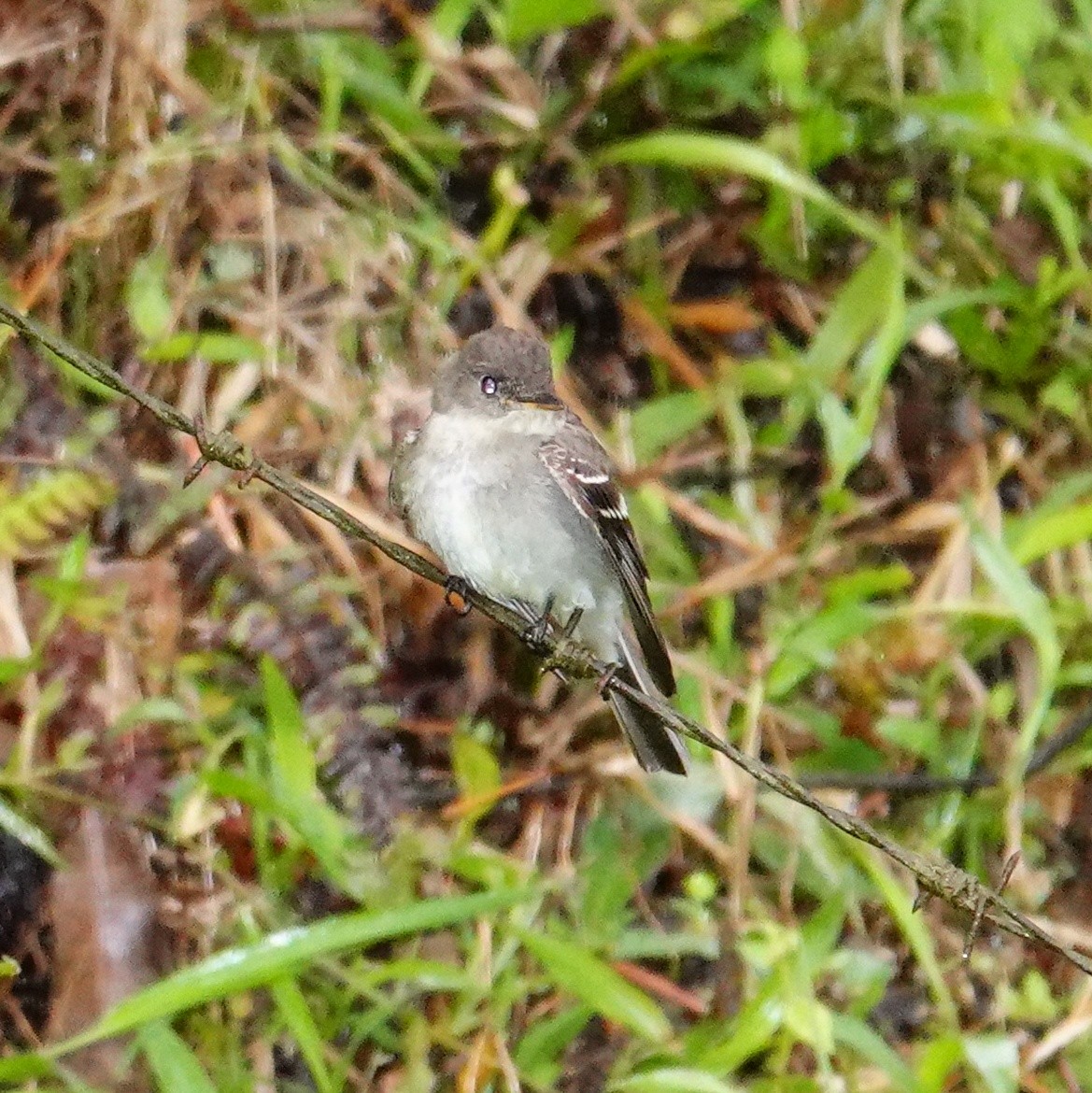 pewee sp. (Contopus sp.) - ML645210810