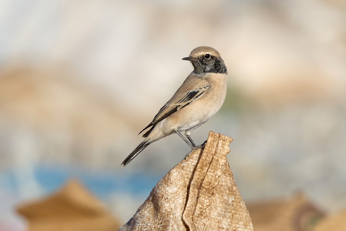 Desert Wheatear - ML645210811