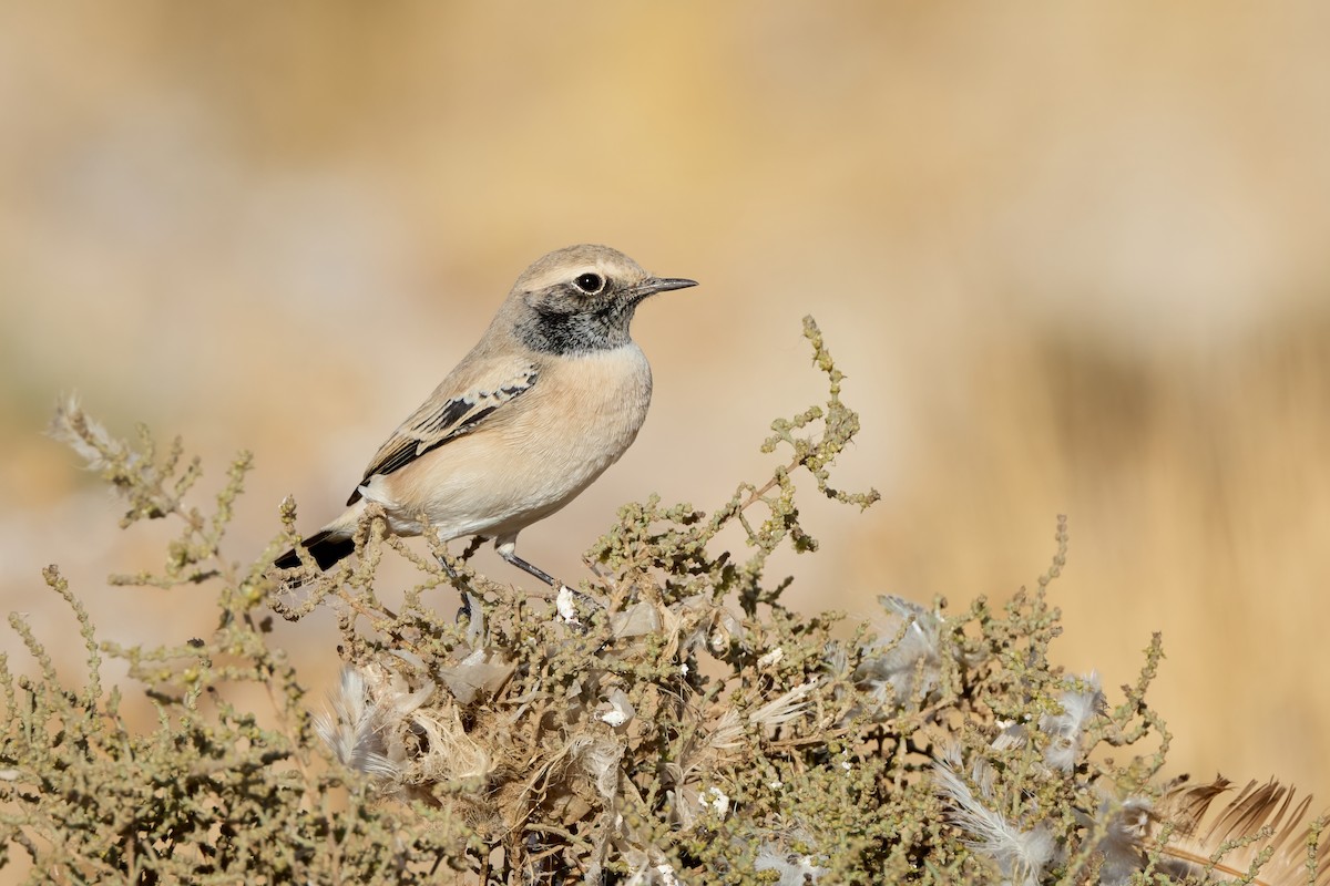 Desert Wheatear - ML645210812