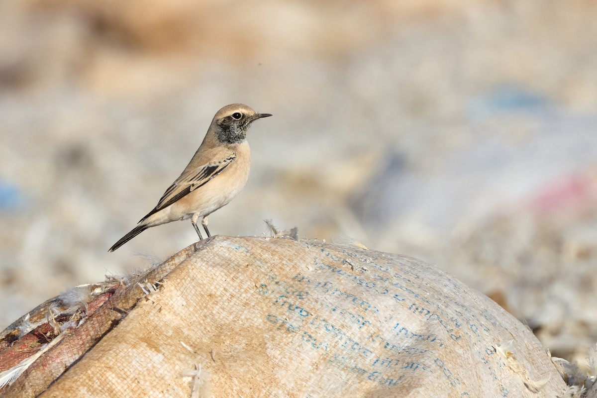 Desert Wheatear - ML645210813