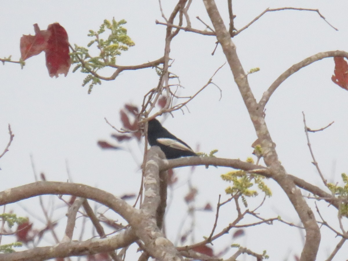 White-winged Black-Tit - ML645210815
