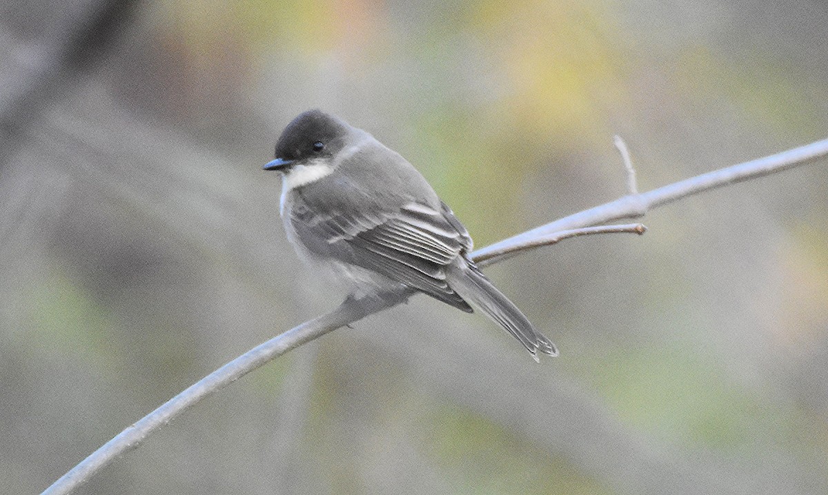 Eastern Phoebe - ML645210816