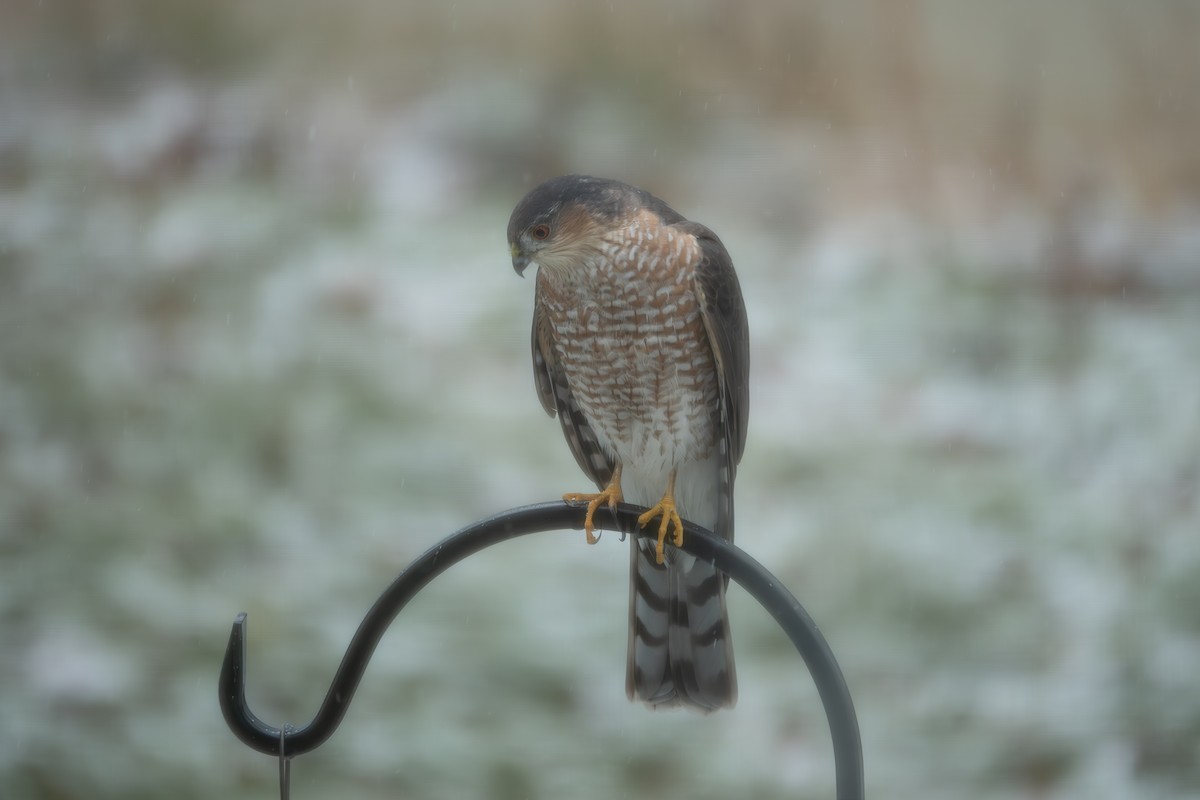 Sharp-shinned Hawk - ML645210817