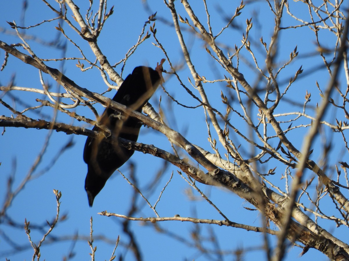 American Crow - ML645210819
