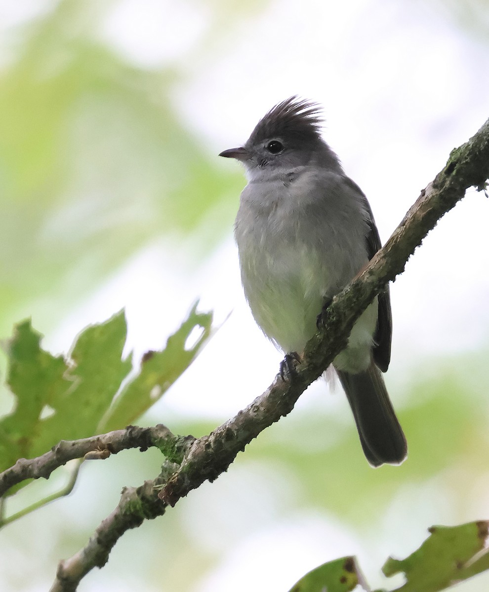 Yellow-bellied Elaenia - ML645210820