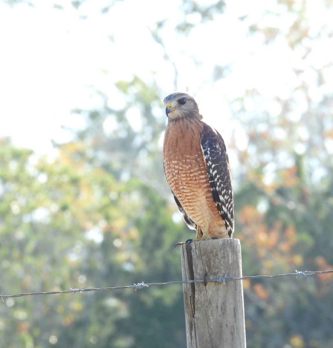 Red-shouldered Hawk - ML645210821