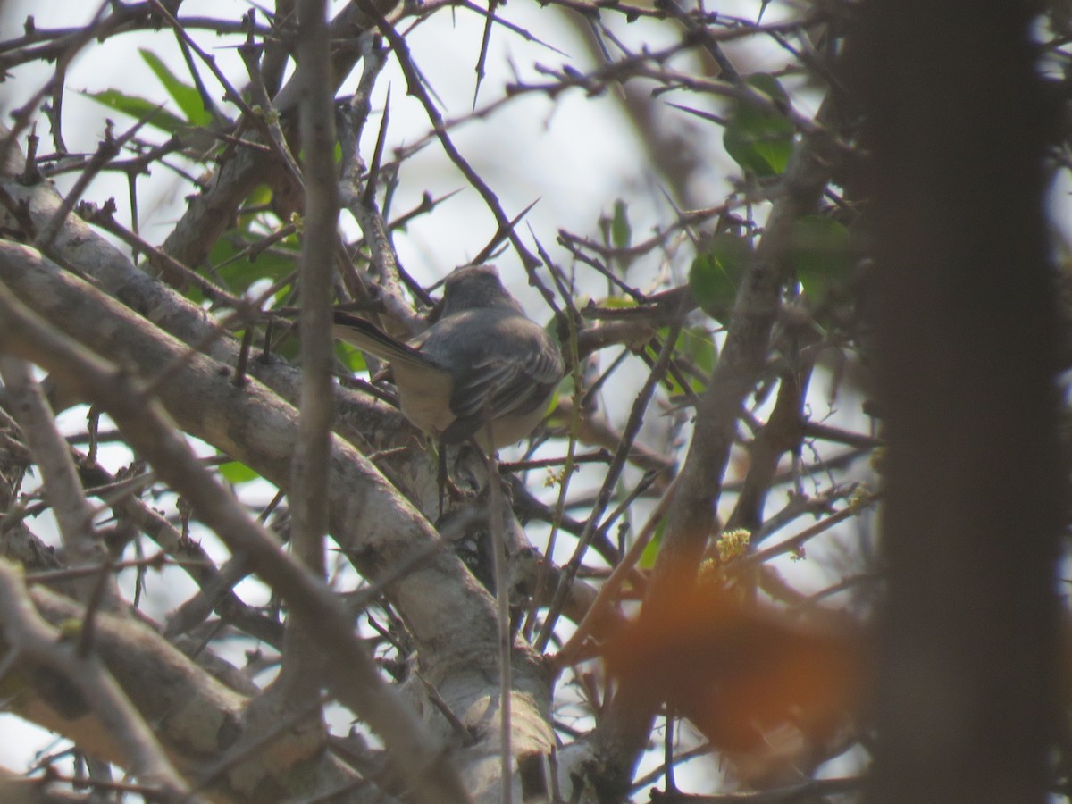 Gray Tit-Flycatcher - ML645210823
