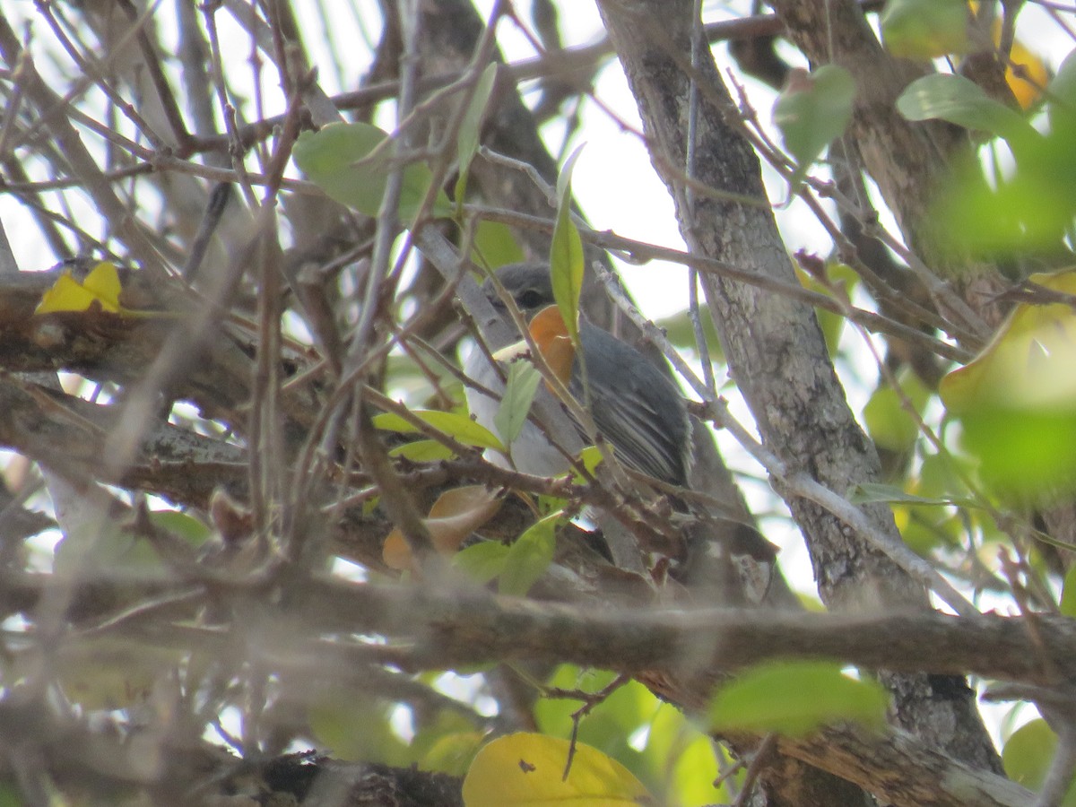 Gray Tit-Flycatcher - ML645210824