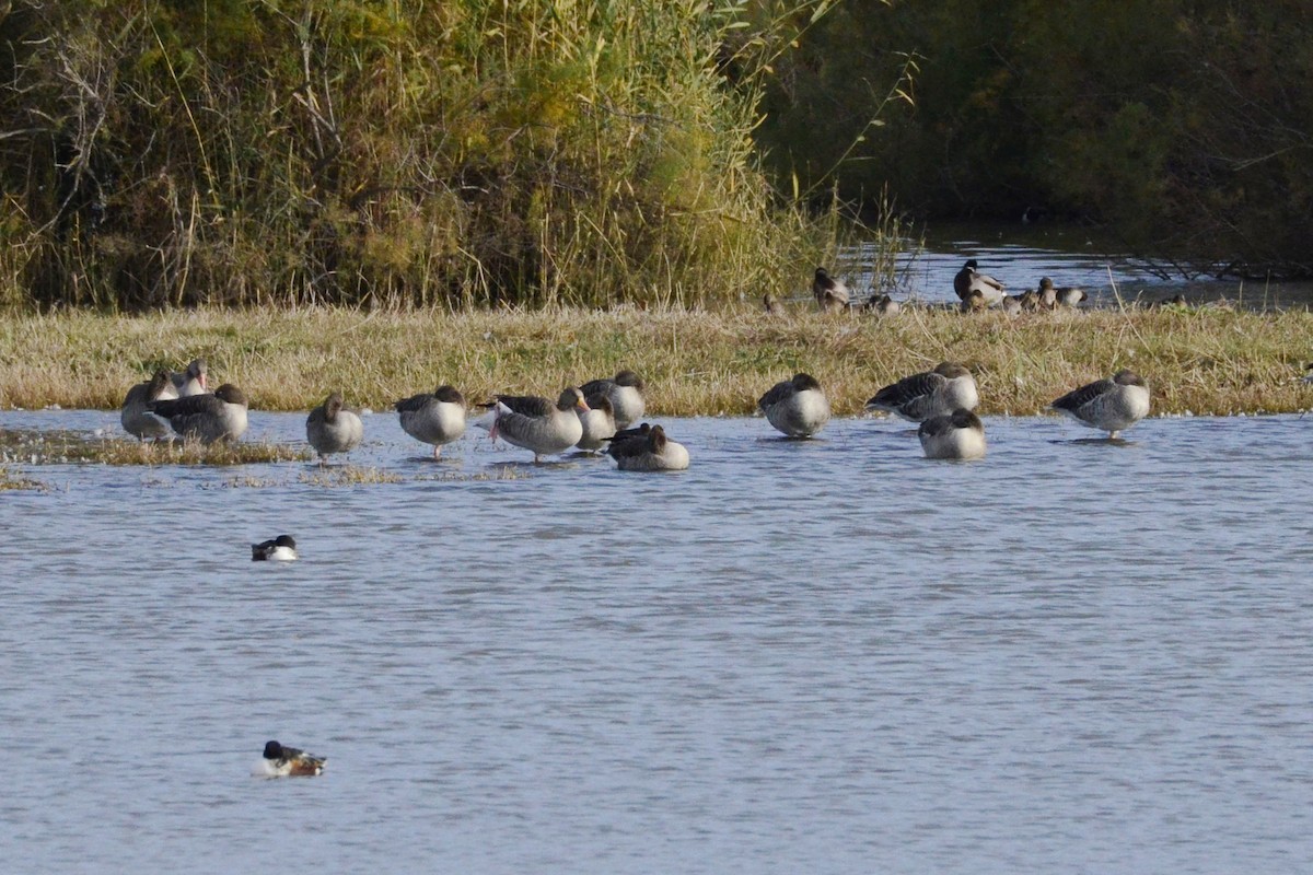 Graylag Goose - ML645210825