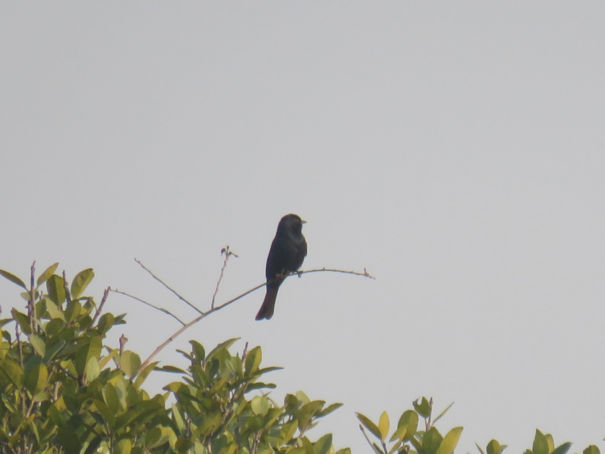 Southern Black-Flycatcher - ML645210827