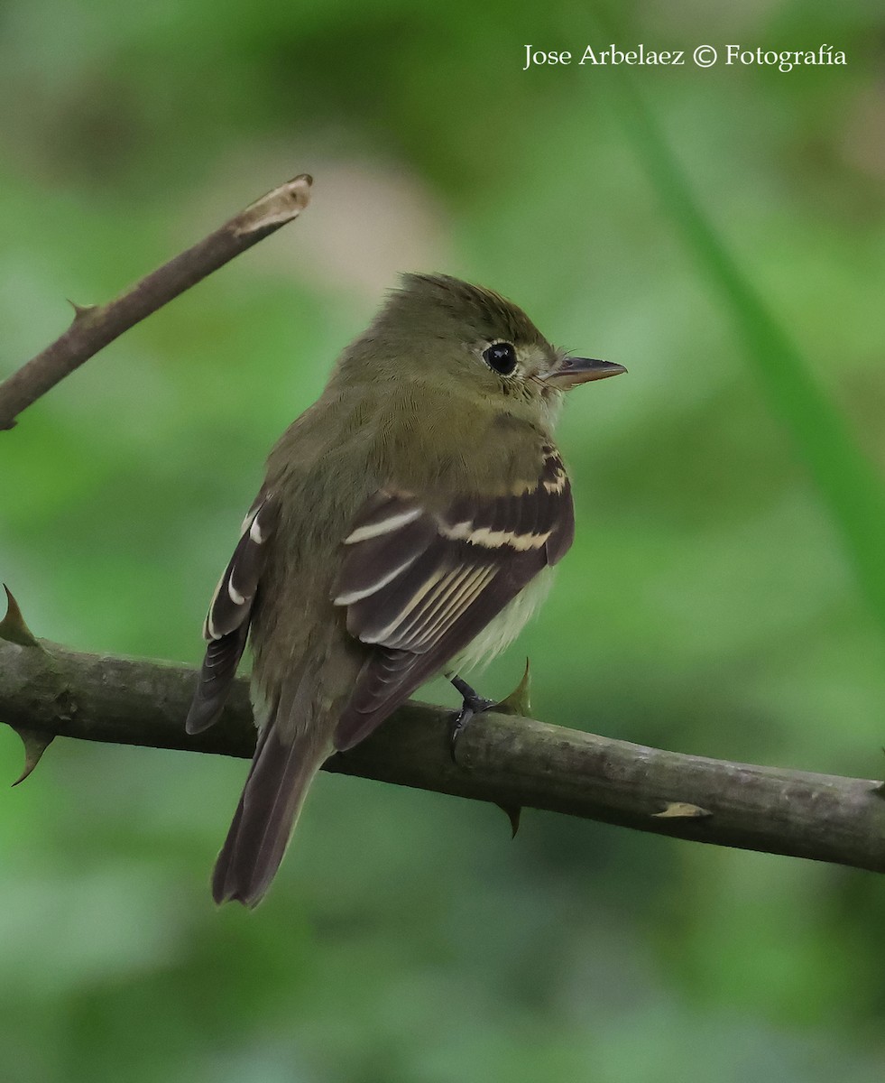 Acadian Flycatcher - ML645210830