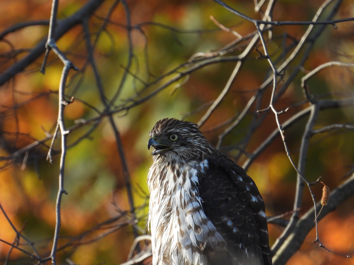 Cooper's Hawk - ML645210834