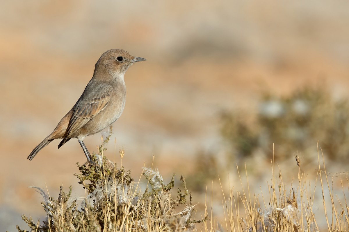 Red-rumped Wheatear - ML645210835