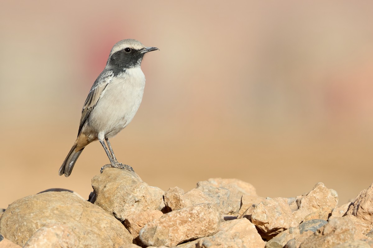 Red-rumped Wheatear - ML645210836