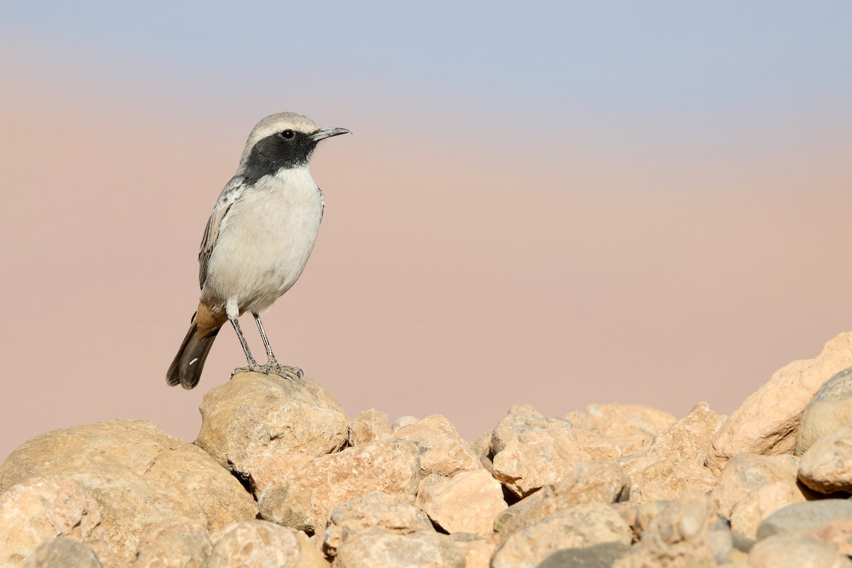 Red-rumped Wheatear - ML645210838