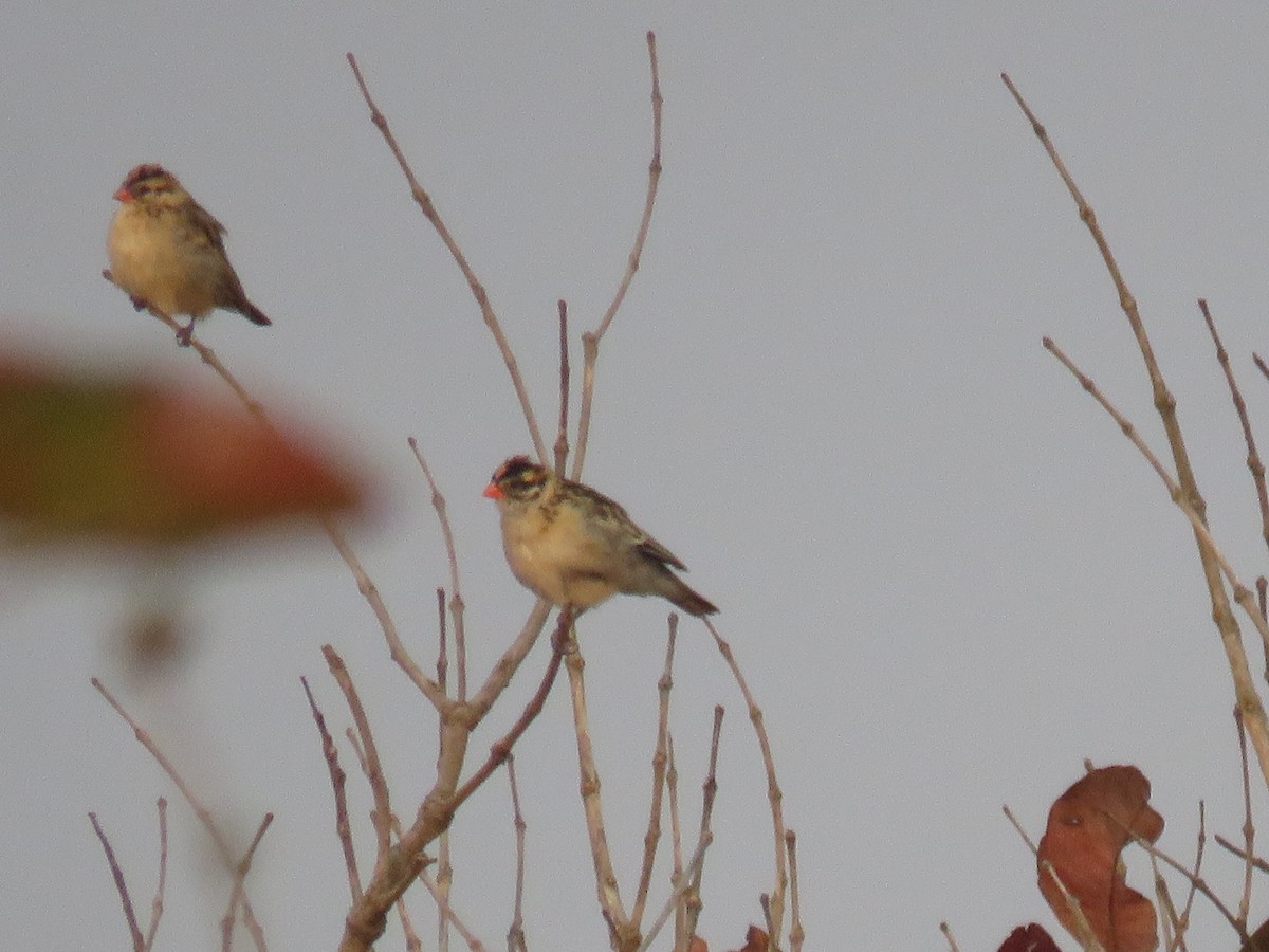 Pin-tailed Whydah - ML645210841