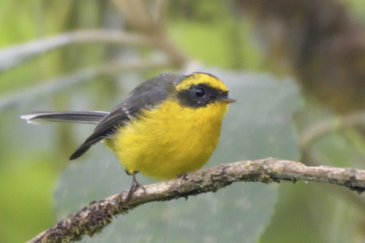 Yellow-bellied Fairy-Fantail - ML645210847