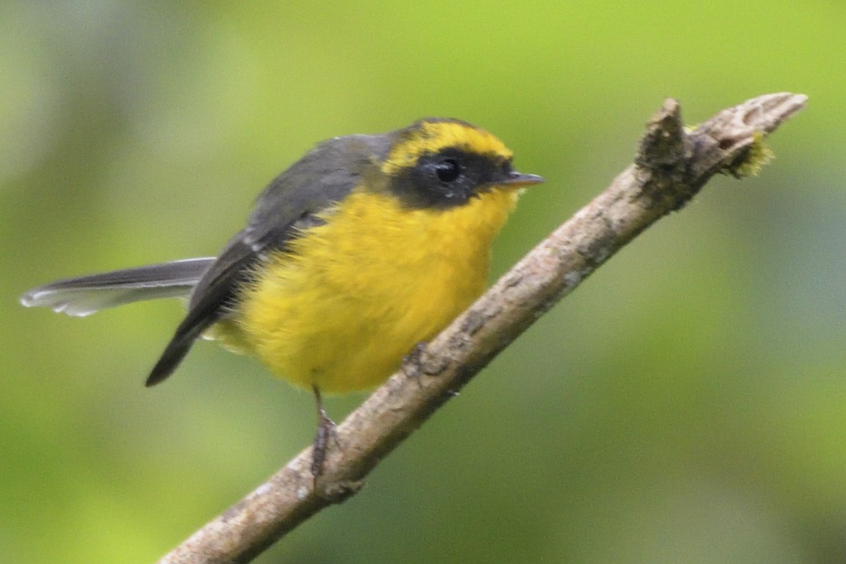 Yellow-bellied Fairy-Fantail - ML645210848