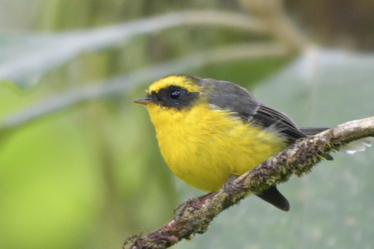 Yellow-bellied Fairy-Fantail - ML645210849