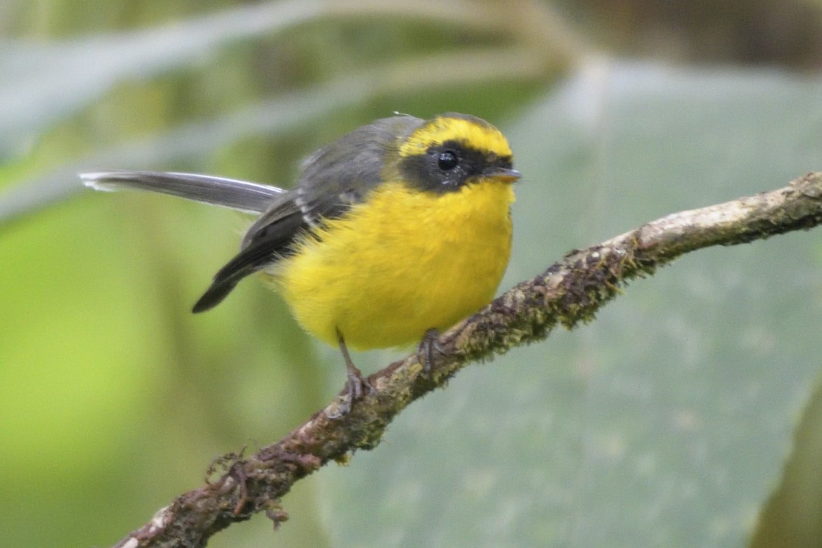 Yellow-bellied Fairy-Fantail - ML645210850