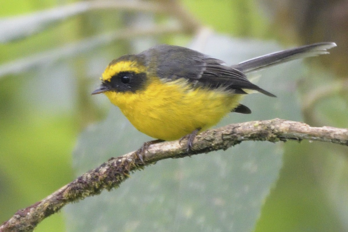Yellow-bellied Fairy-Fantail - ML645210851