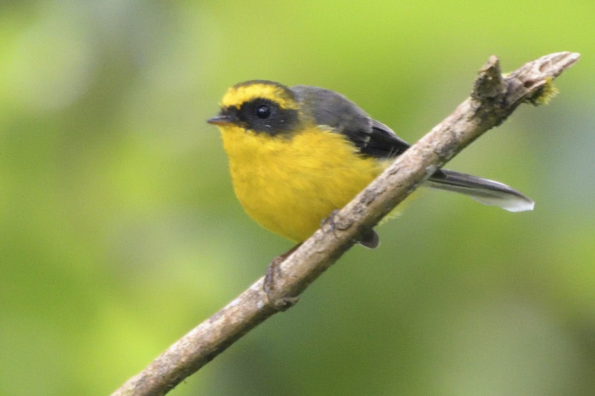 Yellow-bellied Fairy-Fantail - ML645210852