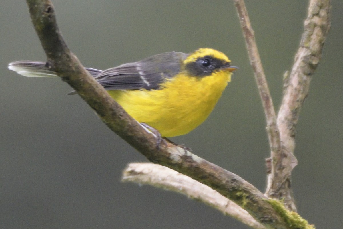 Yellow-bellied Fairy-Fantail - ML645210853