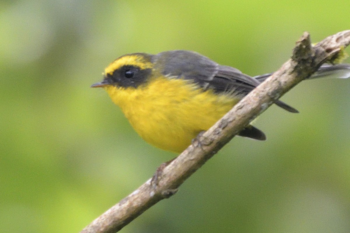 Yellow-bellied Fairy-Fantail - ML645210854