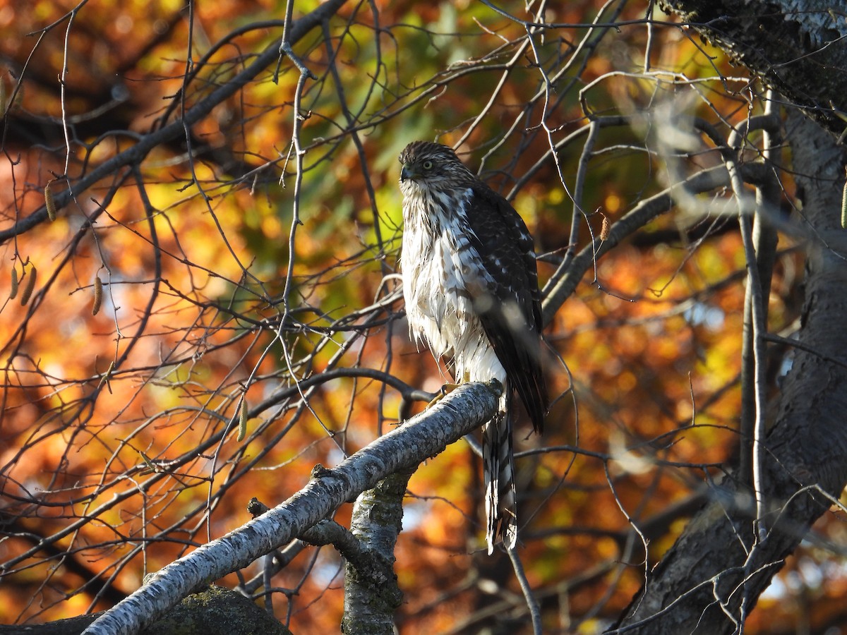 Cooper's Hawk - ML645210867
