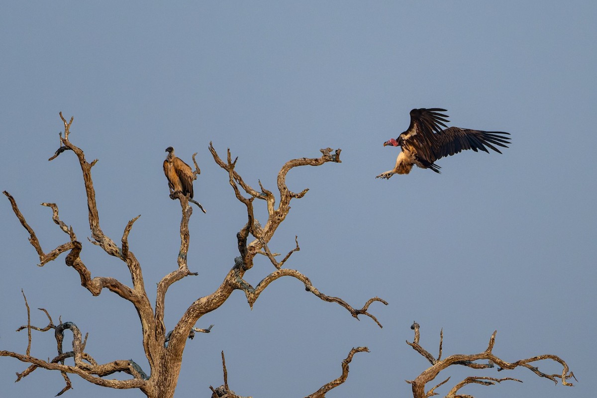 Lappet-faced Vulture - ML645210873