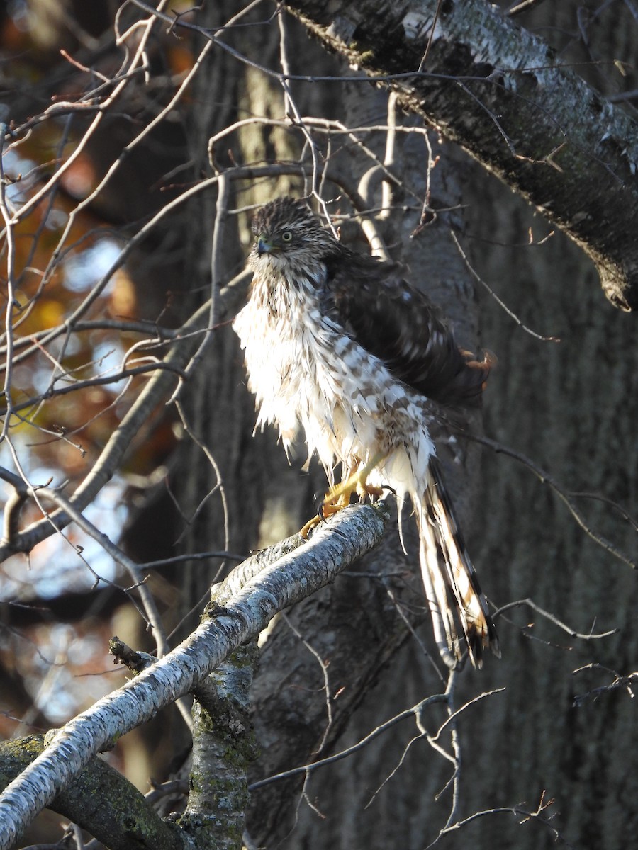 Cooper's Hawk - ML645210878