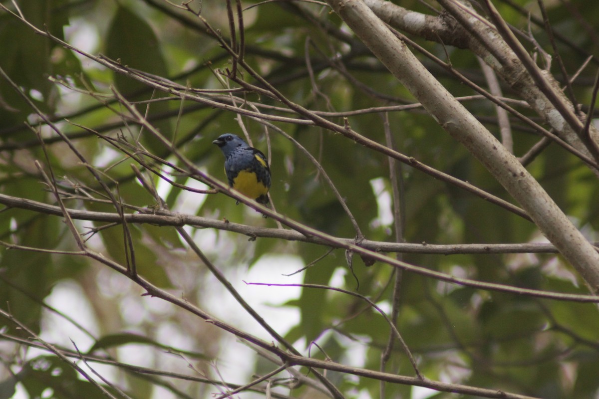 Turquoise Tanager - ML645210897