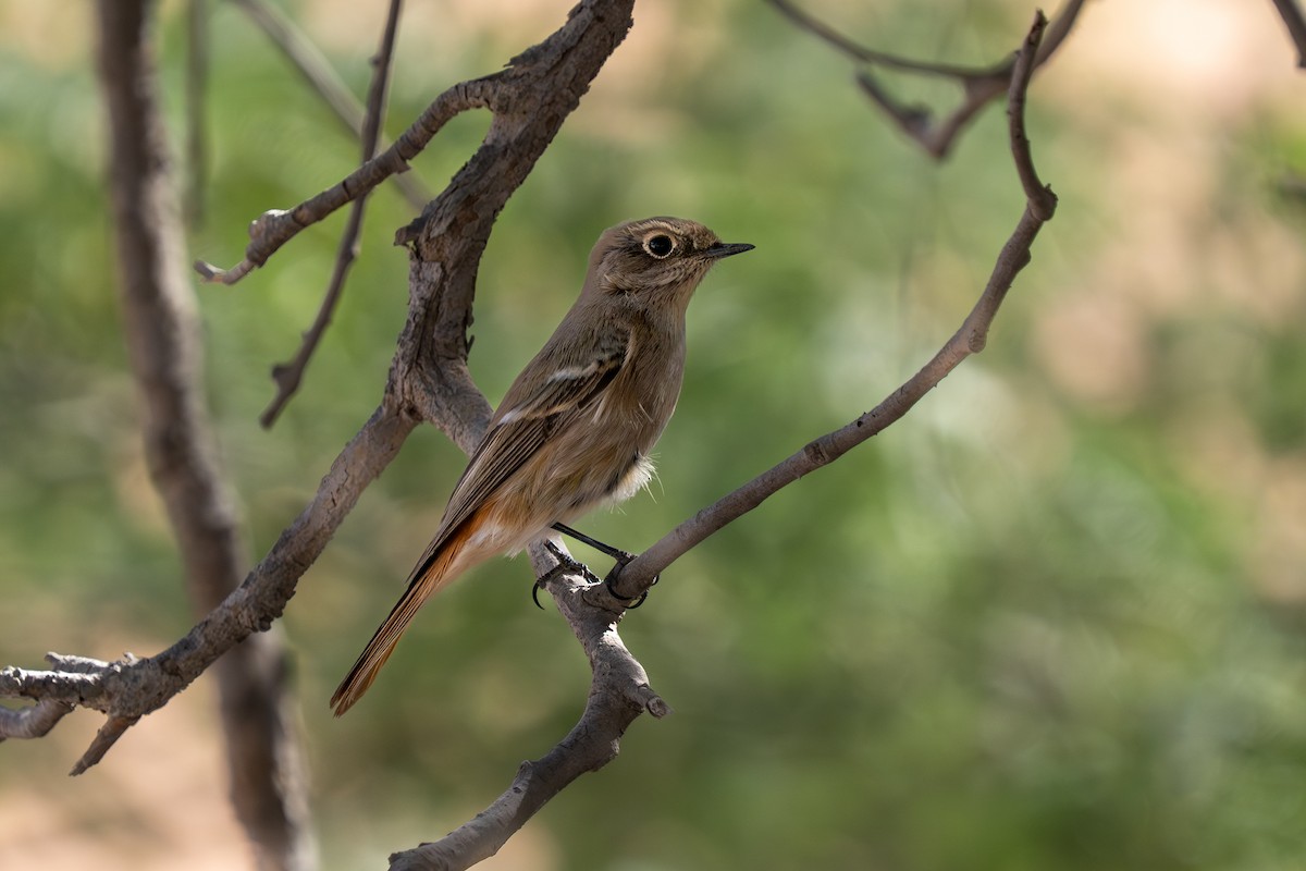 Rufous-backed Redstart - ML645210903