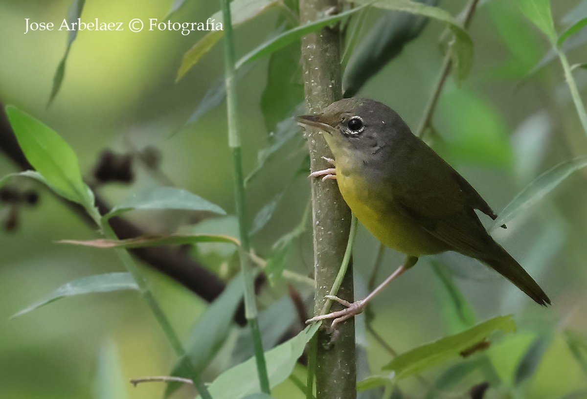 Mourning Warbler - ML645210905