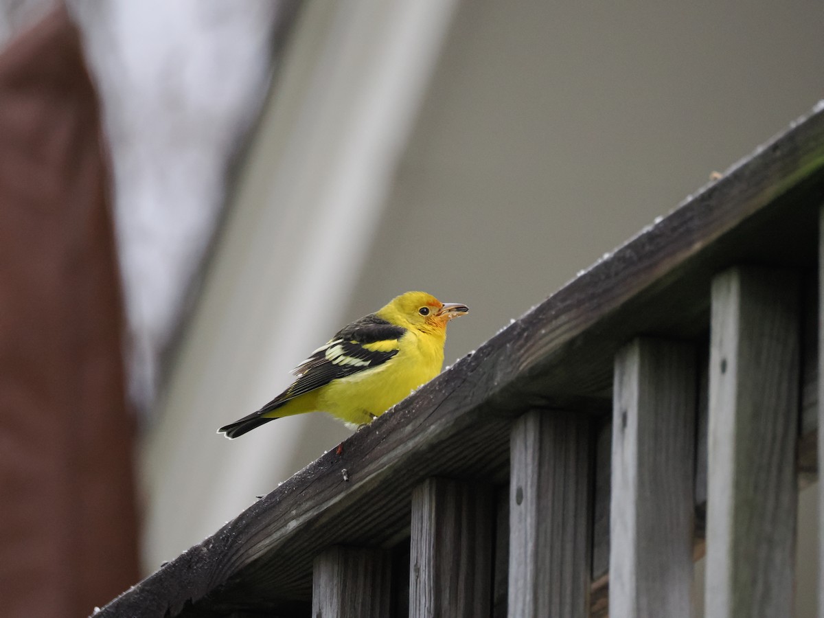 Western Tanager - ML645210921