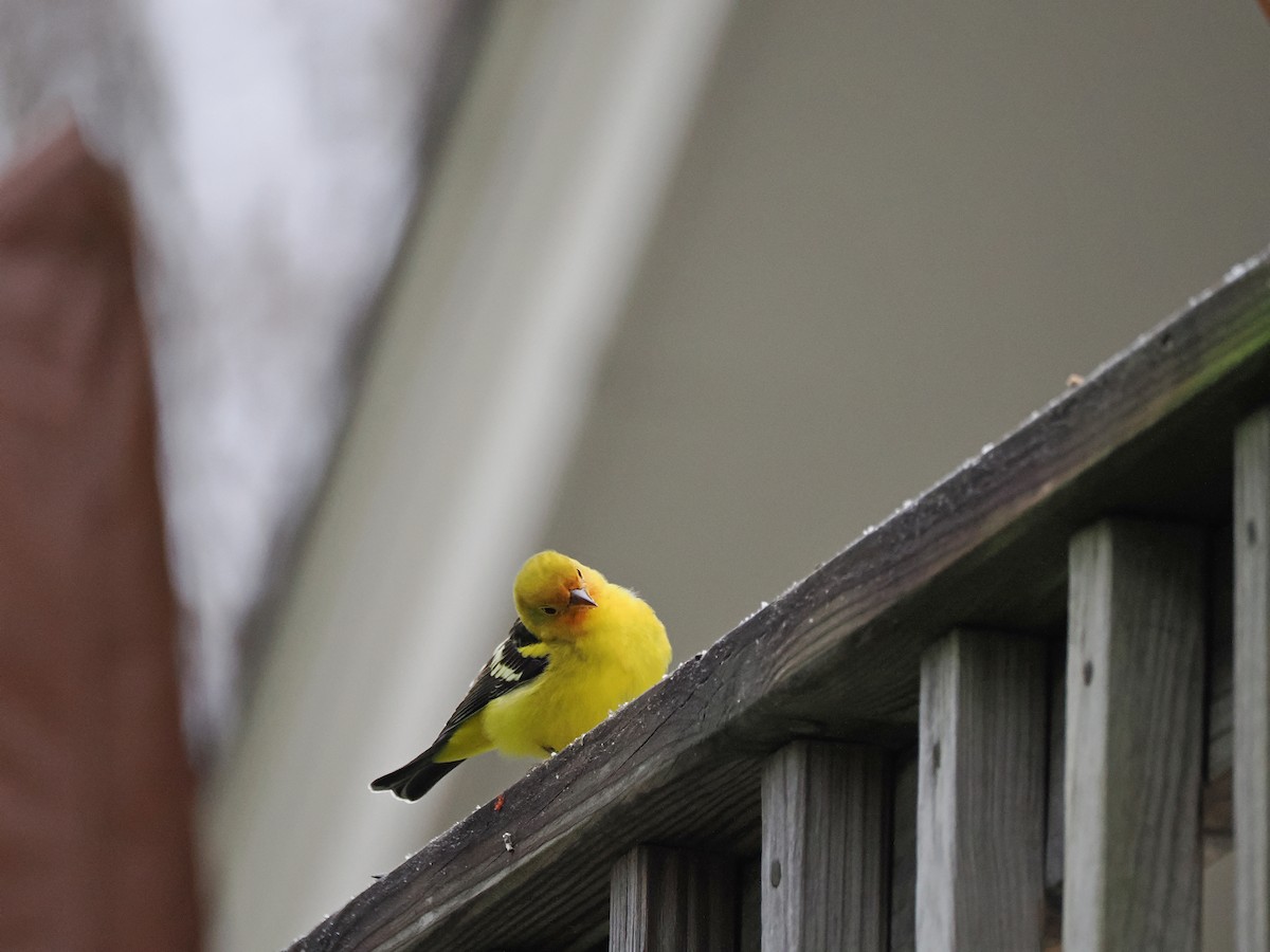 Western Tanager - ML645210922