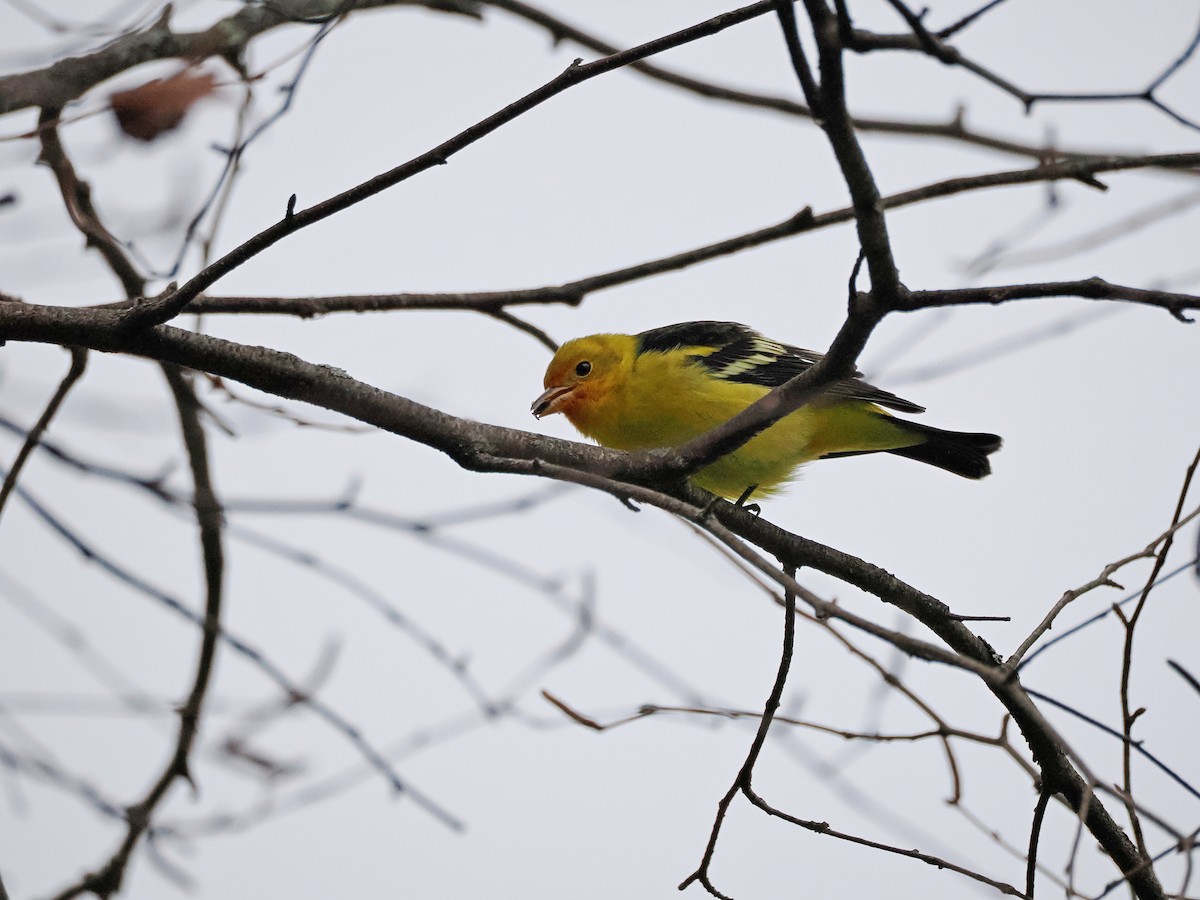 Western Tanager - ML645210923