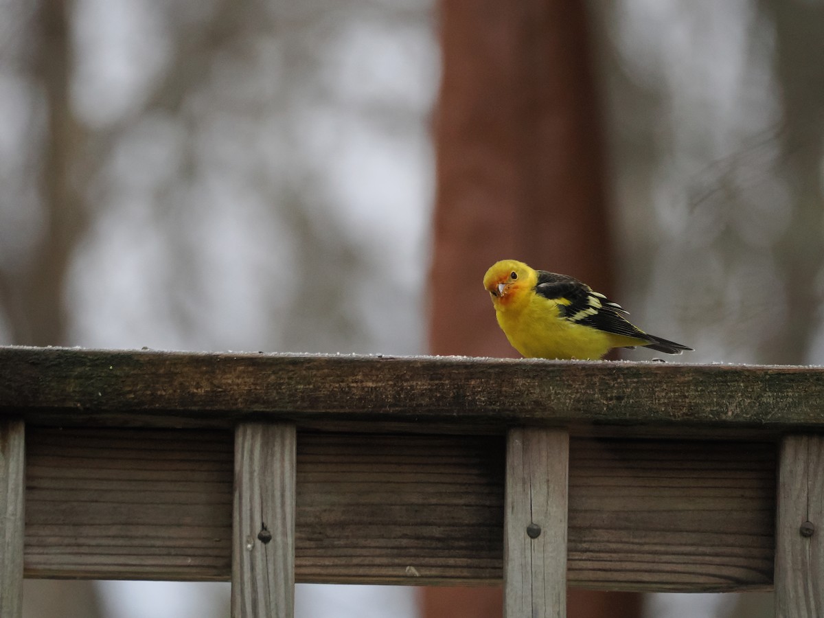 Western Tanager - ML645210924