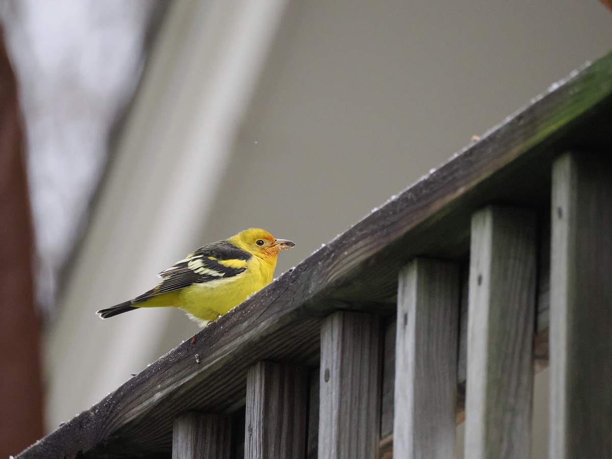 Western Tanager - ML645210925