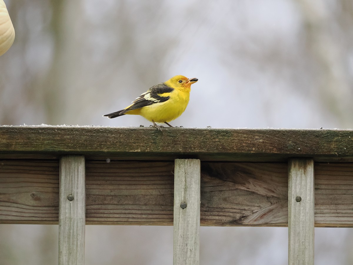 Western Tanager - ML645210926