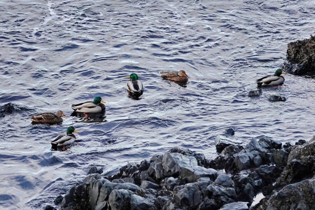 Mallard - ML645210927