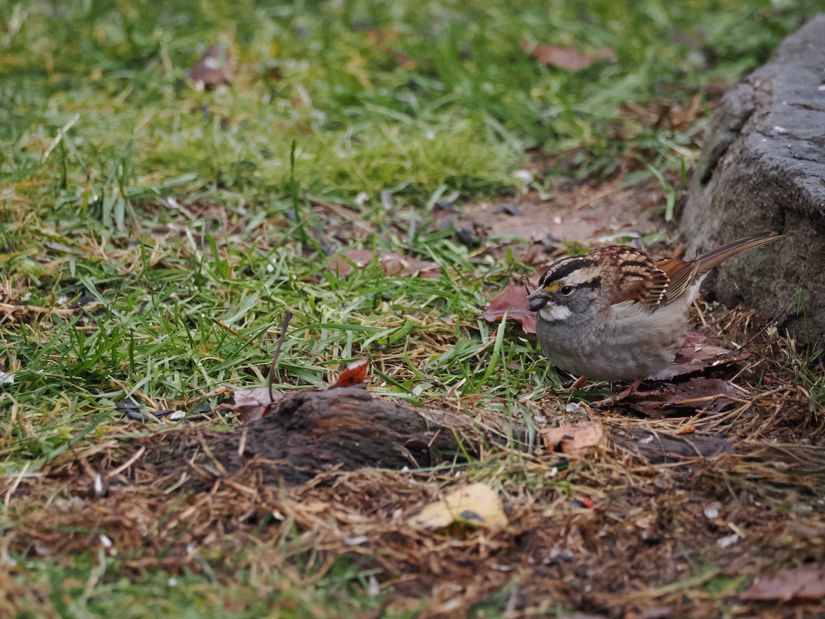 White-throated Sparrow - ML645210931